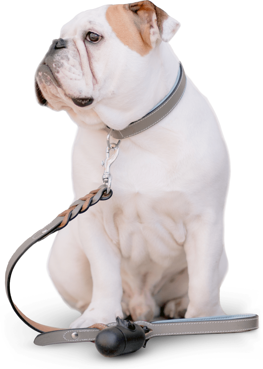 Bulldog with leash