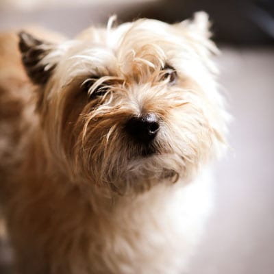 furry dog