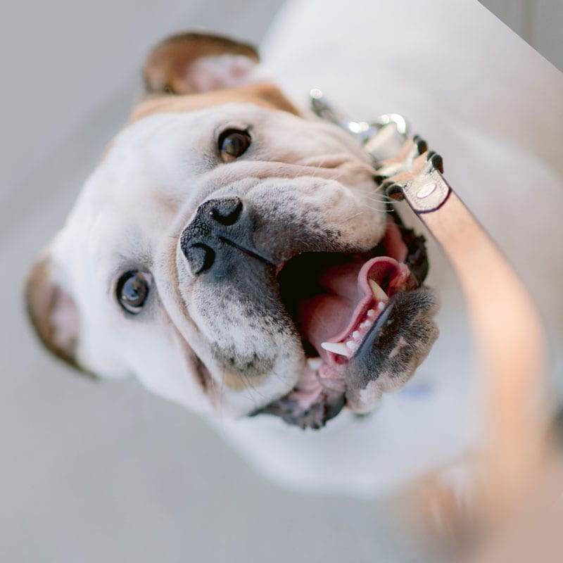 white and brown dog